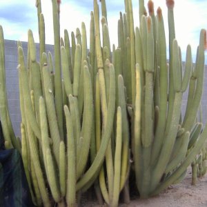 Kaktus Guentherov (Espostoa guentheri) - výška 150-170 cm, kont. C40L - STARÝ A VZÁCNY EXEMPLÁR
